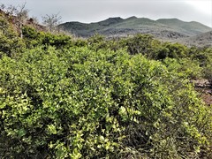 Cryptocarpus pyriformis