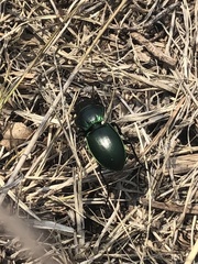 Pasimachus mexicanus