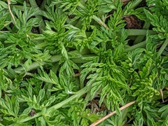 Torilis nodosa