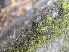 Lasius emarginatus