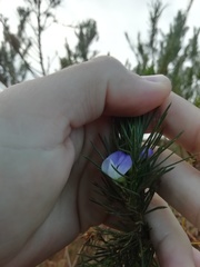 Psoralea ivumba