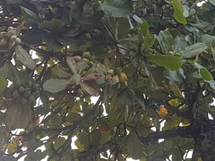 Terminalia catappa