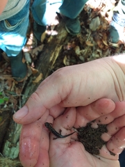 Plethodon glutinosus