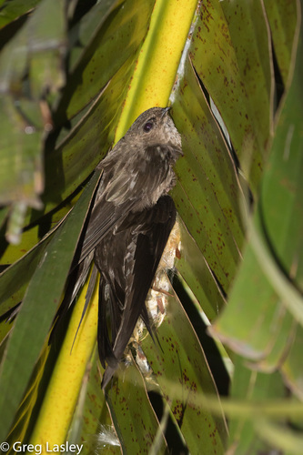 Malagasy Palm Swift