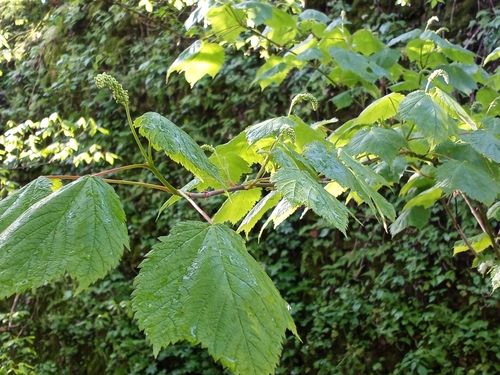 Mountain maple (Acer spicatum)