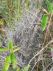 Stenocercus guentheri