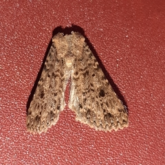 Condicini