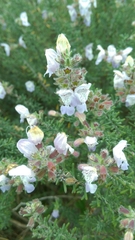 Conradina canescens image