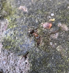 Lasius emarginatus