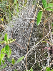 Stenocercus guentheri