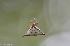 Acrosomoides acrosomoides