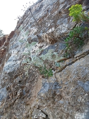 Jacobaea maritima