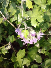 Hydrophyllum appendiculatum