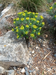 Euphorbia dendroides
