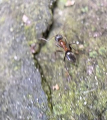 Lasius emarginatus