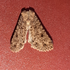 Condicini