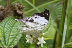 Protogoniomorpha duprei