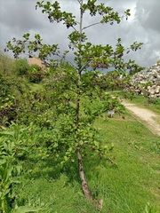 Alnus lusitanica