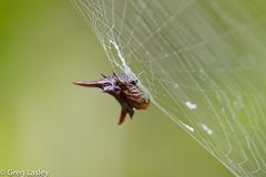 Gasteracantha versicolor