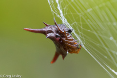 Gasteracantha versicolor