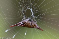 Gasteracantha versicolor