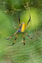 Trichonephila inaurata madagascariensis