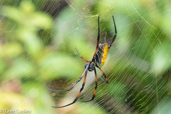 Trichonephila inaurata madagascariensis