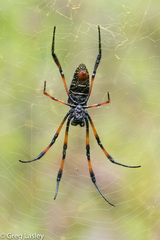 Trichonephila inaurata madagascariensis