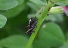 Pholidoptera griseoaptera