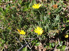 Lampranthus fergusoniae