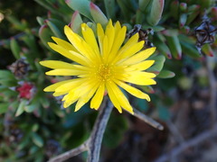Lampranthus fergusoniae