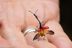 Trachelophorus giraffa