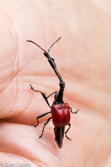 Trachelophorus giraffa