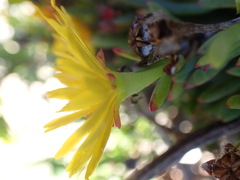 Lampranthus fergusoniae