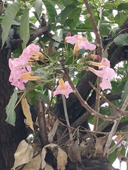 Tabebuia rosea