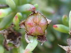 Lampranthus fergusoniae