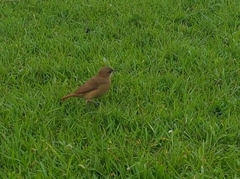 Furnarius rufus