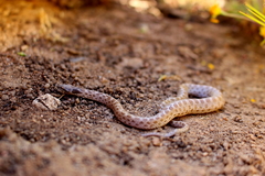 Hypsiglena ochrorhynchus klauberi