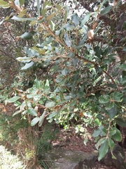 Quercus ilex