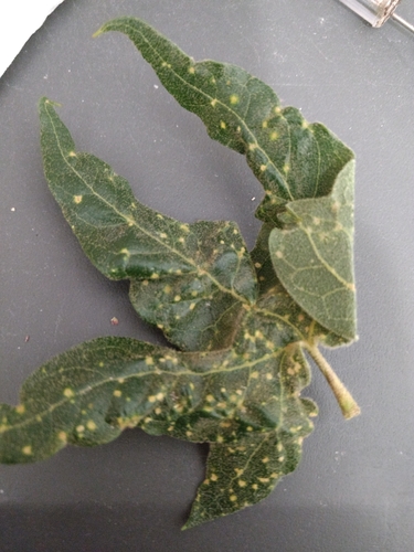 sycamore scale