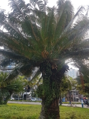 Cycas circinalis