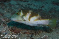 Canthigaster axiologus