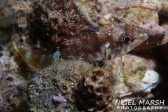Enneapterygius atrogulare