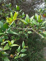 Myrtus communis