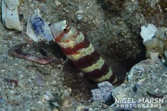 Amblyeleotris wheeleri