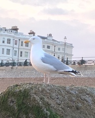 Larus argentatus