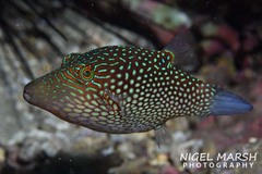 Canthigaster janthinoptera