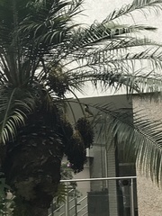 Megarynchus pitangua