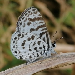 Leptotes cassius