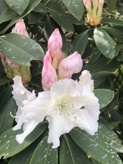 Rhododendron × hybridum